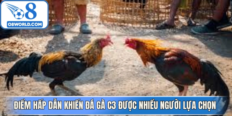 Điểm hấp dẫn khiến đá gà C3 được nhiều người lựa chọn 
