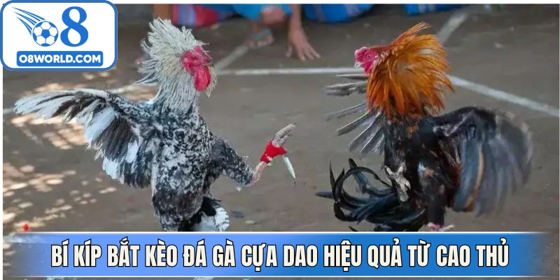 Bí kíp bắt kèo đá gà cựa dao hiệu quả từ cao thủ